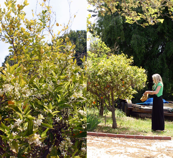 citrus picking