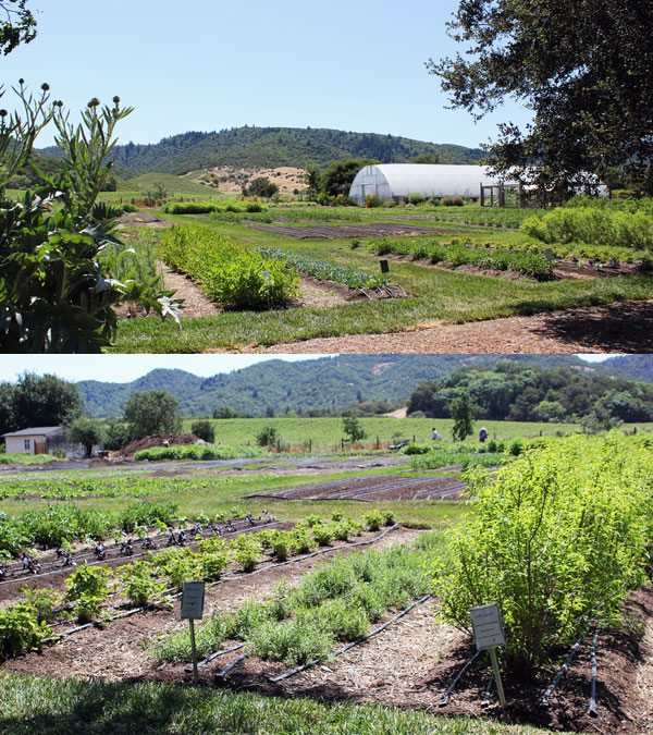 french laundry garden