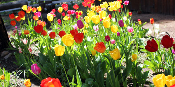 tulips in front of the cabin