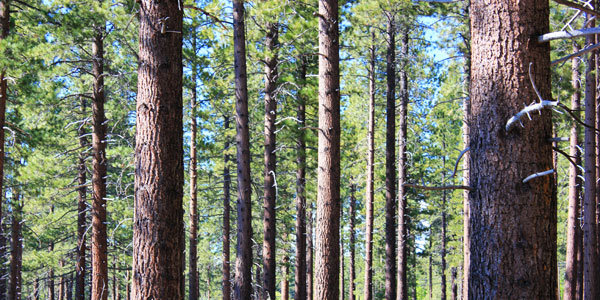 trees in tahoe