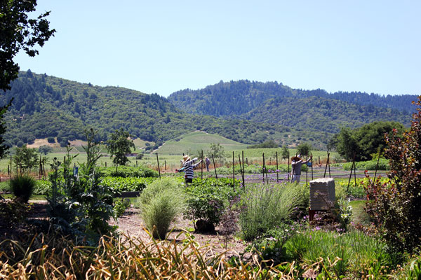 french laundry garden