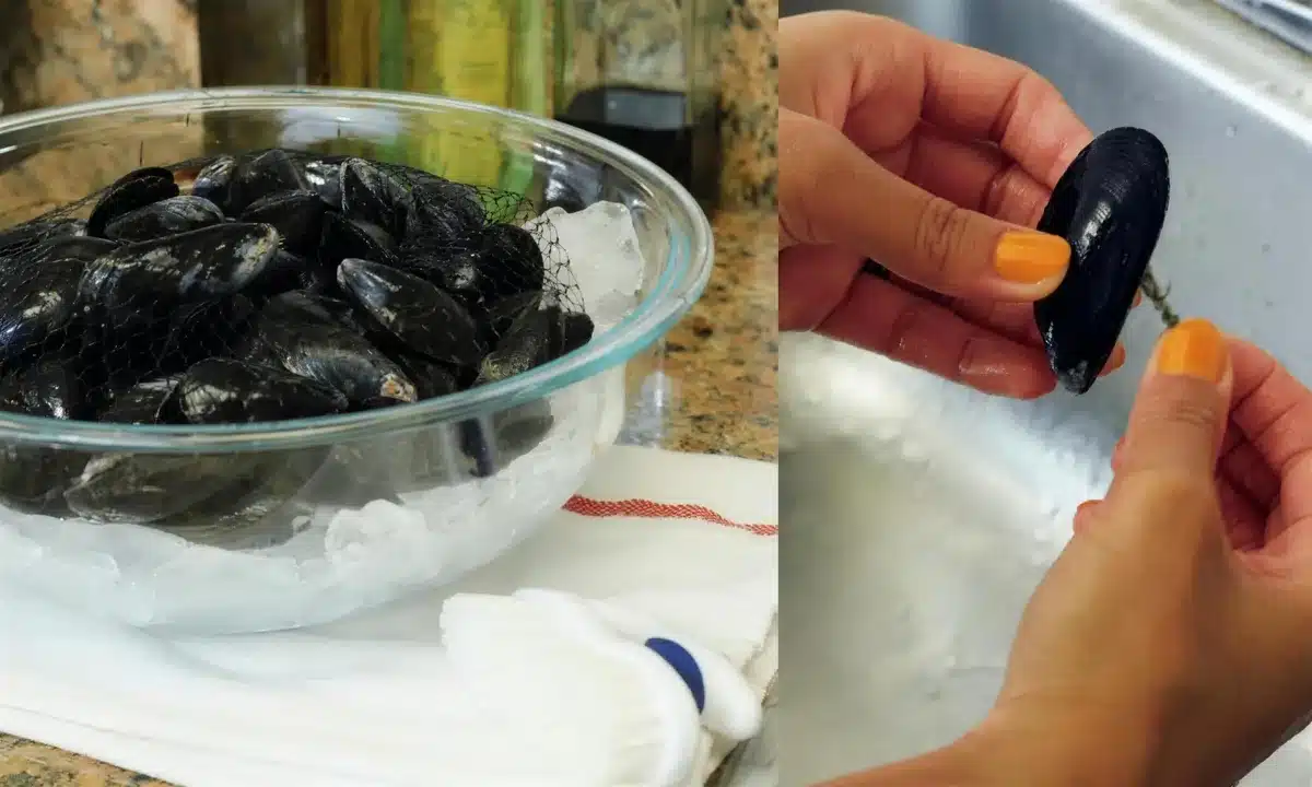 Scrubbing and debearding raw shellfish under cold running water