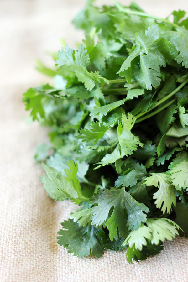 cilantro