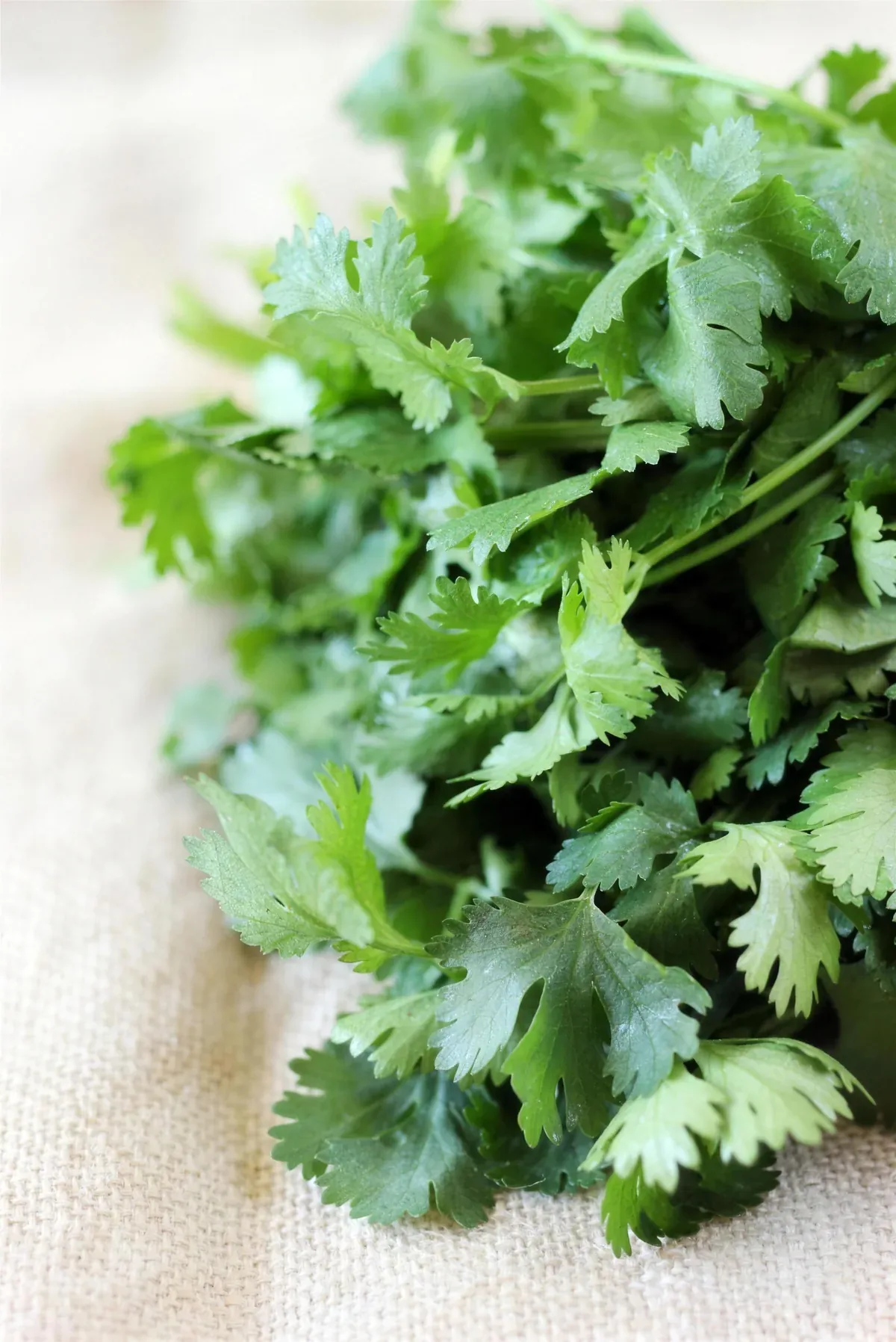 A bunch of fresh cilantro on a linen cloth