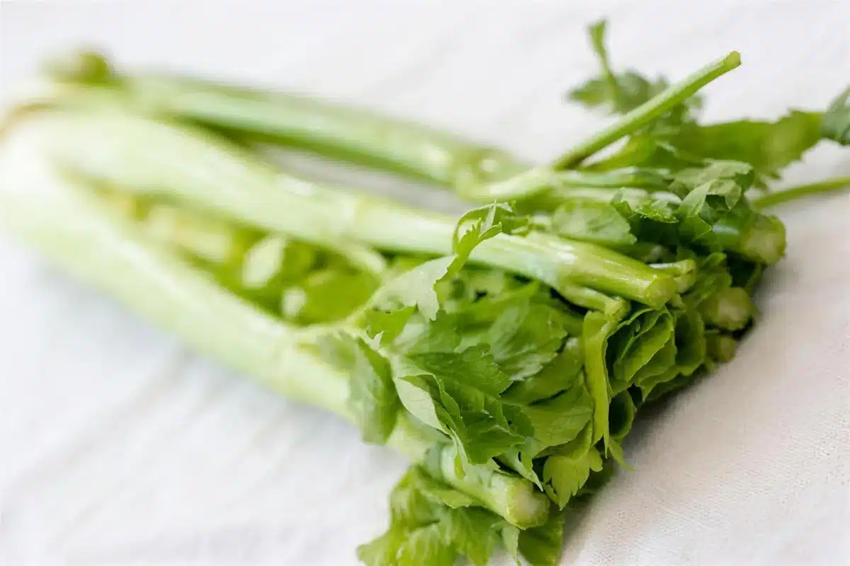 Whole celery hearts with their pale leaves on a white cloth