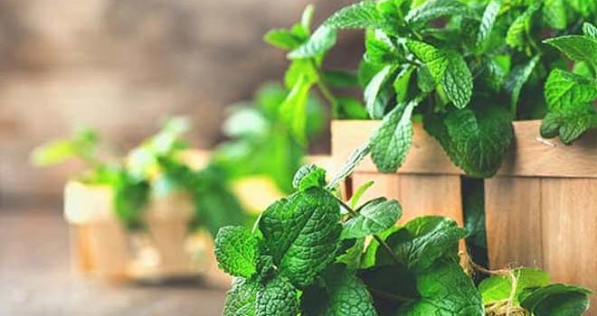 substitute for mint